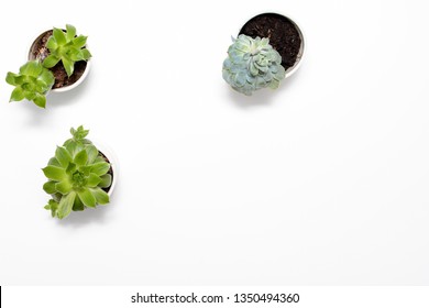 Green Succulent Plant On Modern White Office Desk, Top View