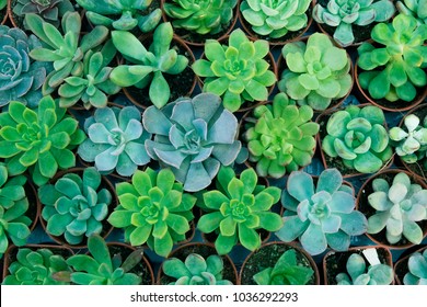Green succulent plant in pot