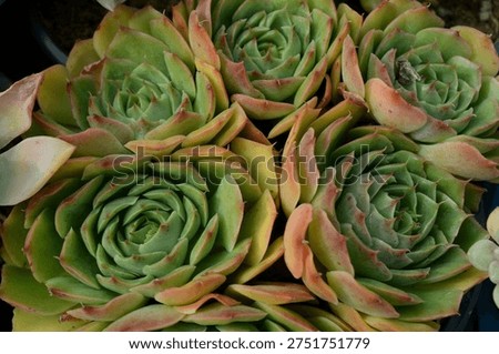 Green Succulent Rosette Pattern – Minimal Nature Background