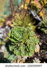 Green Succulent Soaking Up The Sun