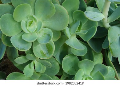 Green Succulents, Ever Green Plants                          