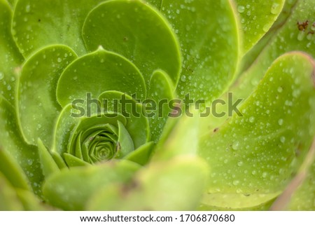 Green suculent with water drops