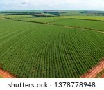 Green sugar cane field on Sao Paulo state, Brazil