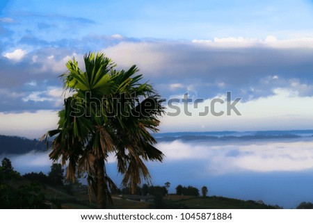 Green sugar palm the white fog covered the mountain behind sunshine in the morning of winter.