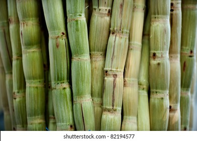 Green Sugarcane Texture. Sugarcane Plant Sent From The Farm To The Factory To Make Sugar. It Is The Major Part Of Food Industry. The Raw Of Sugarcane Can Make Fresh Cane Juice.It Is Natural Drink.