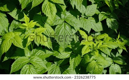 Green summer background of a lot of raspberry leaves. Red raspberry - Rubus idaeus, leaves top view. Raspberry bush in the garden. 