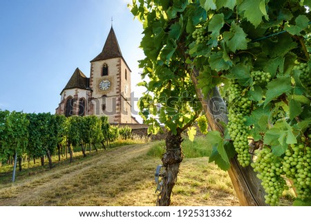 Green summer bunches of grapes near the medieval church of Saint-Jacques-le-Major in Hunawihr, village between the vineyards of Ribeauville, Riquewihr and Colmar in Alsace wine making region of France