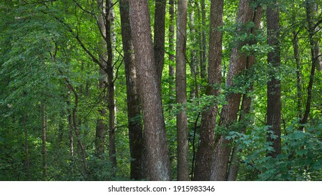 Green summer deciduous forest. Tree trunks close-up. Dark atmospheric landscape. Nature, ecology, environmental conservation