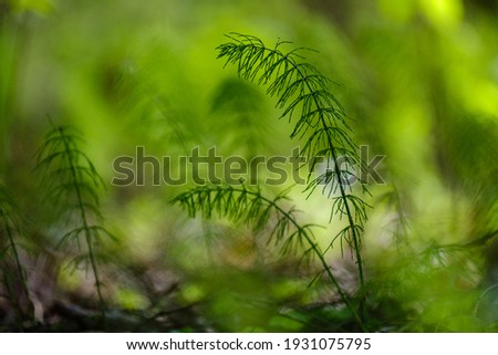 Similar – Foto Bild grüner Zweig in Form eines Tannenbaums mit Regentropfen und leuchtendem Bokeh