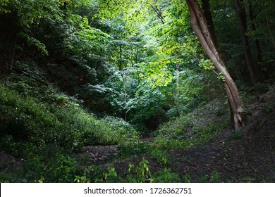 Green Summer Forest Hills. Tall Mossy Trees, Sunlight Through The Tree Trunks. Fairy Landscape. Environmental Conservation In Germany