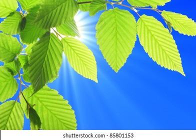 Green Summer Leaves And Blue Sky With Sun