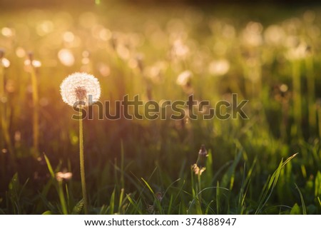 Similar – Image, Stock Photo I wither Plant Summer