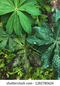 Green Summer Patterm Made Of Leaves. 