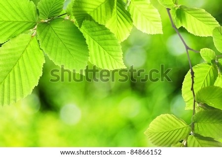 green summer or spring leaf with empty copyspace