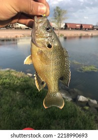 Green Sunfish Caught In South Dakota