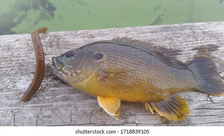 Green Sunfish Hybrid Caught On A Dock