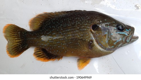 Green Sunfish University Of Mississippi Field Station