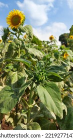 Green Sunflower Just Before Blooming 