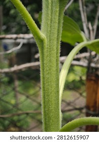 Green sunflower stem with fuzzy texture close up