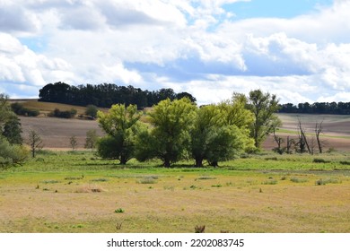 Green Swamp Dried And Dry Land