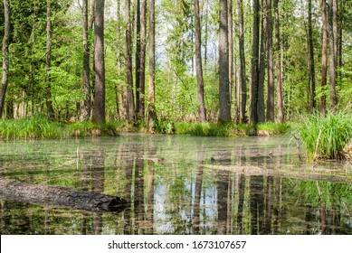 Green swamp in the forest. Landscape image on sunny summer day. Stock photo