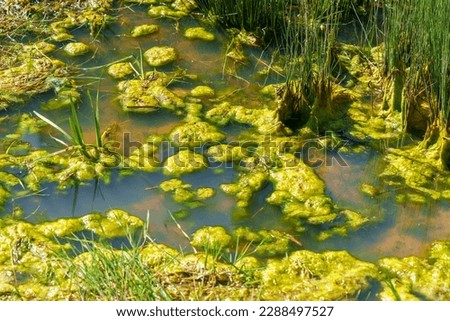 Green swamp grass in summer swampland close up