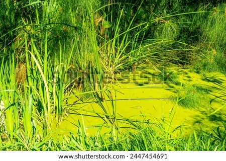 Green swamp grass in summer swampland , typical naturel flofa of envitonment of swampland 