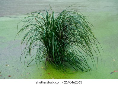 Green swamp plant calamus against the background of blooming water. Autumn season. Web banner.