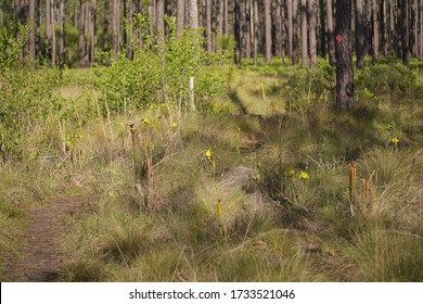 Green Swamp Preserve Foliage Pitcher Plants In Wilmington North Carolina