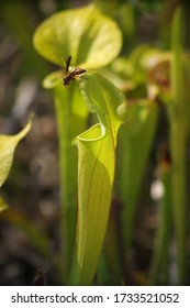 Green Swamp Preserve Foliage Pitcher Plants In Wilmington North Carolina