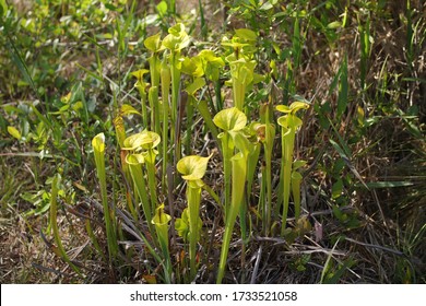 Green Swamp Preserve Foliage Pitcher Plants In Wilmington North Carolina