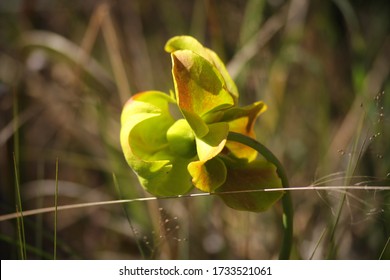 Green Swamp Preserve Foliage Pitcher Plants In Wilmington North Carolina