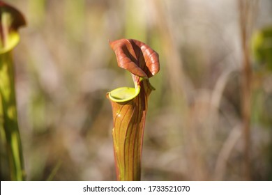 Green Swamp Preserve Foliage Pitcher Plants In Wilmington North Carolina