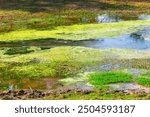 Green swamp surface. Pond with green algae floating on the surface. The water is murky and the grass is wet