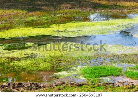 Green swamp surface. Pond with green algae floating on the surface. The water is murky and the grass is wet