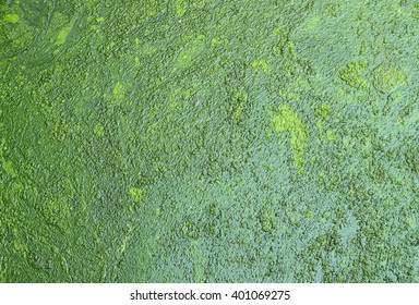 Green Of Swamp Texture