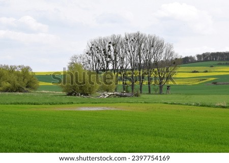 green swampland with yellow fields on the hill