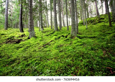 Green Swedish Forest