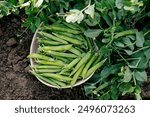 Green sweet peas in the garden on a sunny day