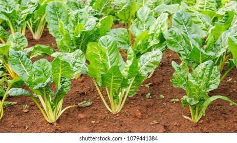 Green Swiss Chard Plant In A Vegetable Garden.