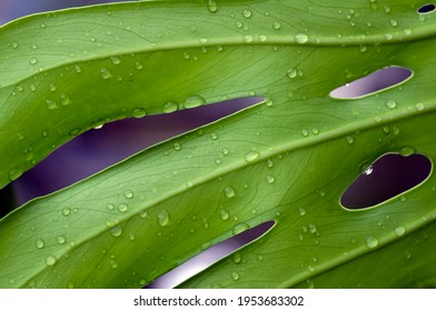 Green Swiss Cheese Plant Leaf With Water Splash, Known As Tarovine, Fruit Salad Plant, Ceriman, Or Mexican Breadfruit.