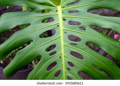 Green Swiss Cheese Plant Leaf, Known As Tarovine, Fruit Salad Plant, Ceriman, Or Mexican Breadfruit.