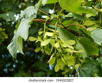 Green Sycamore Seedpods And Leaves On A Branch