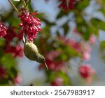 Green tailed sunbird(female) . Female olive green with greyish-olive throat ; yellowish-olive on belly ; rump slightly yellower than upperparts ; pale tailed tips . Size 10c.m.