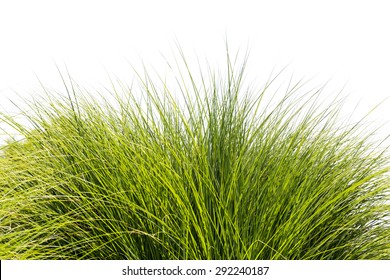 Green Tall Grass Leaves Over White Sky Background