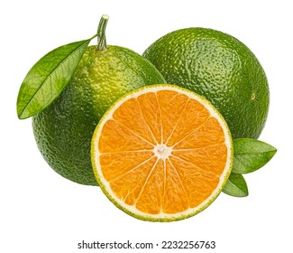 Green tangerine isolated on white background, full depth of field