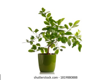 green tangerine tree in self watering planter pot, isolated on white - Powered by Shutterstock