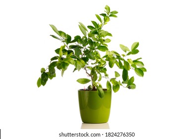 green tangerine tree in self watering planter pot, isolated on white - Powered by Shutterstock