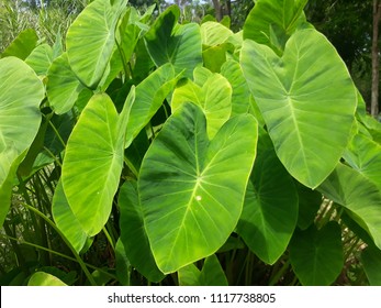 Green Taro Fields,Green Leaf