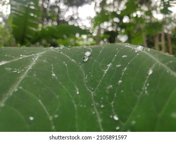 Green Taro Leaft In Forest